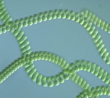 Espirulina: alga o bacteria